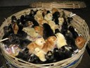 Day old Kuroiler chicks are placed in cane baskets